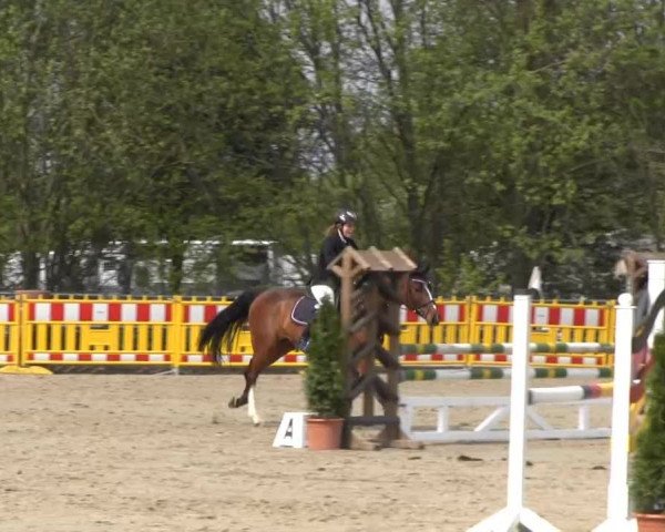 Reit- und Springturnier des ZRuF Kamen 2013, Freitag 03.05.2013, 35/2 Springpferde-LP Kl. A** - 5-6 Jährige, LK 3-6