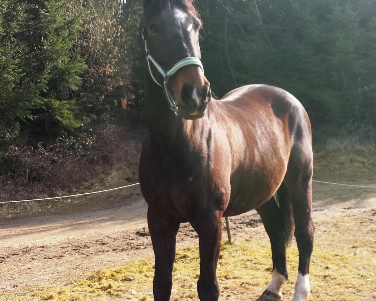 horse Jakira 2 (Austrian Warmblood, 1997, from Jamiro)