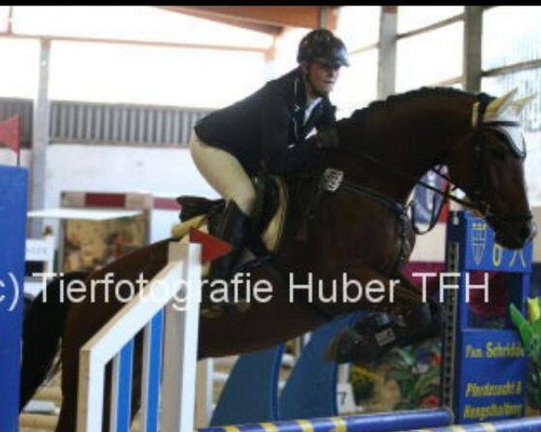 jumper Flying Shadow 11 (Hessian Warmblood, 2002, from Fighting Alpha)