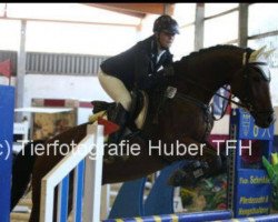jumper Flying Shadow 11 (Hessian Warmblood, 2002, from Fighting Alpha)