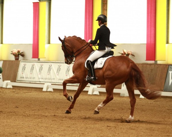 dressage horse Rero (Oldenburg, 2001, from Regazzoni)