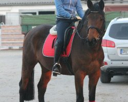 dressage horse Perina 28 (Westphalian, 2008, from Giacomo)