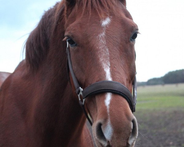 Pferd Raania (Oldenburger, 2004, von Revan) Pferd Raania (Oldenburger, 2004, von Revan)