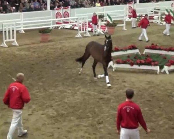 22. NRW-Körung Reitpferdehengste 2012
Dienstag, den 27.11.2012
Freispringen
