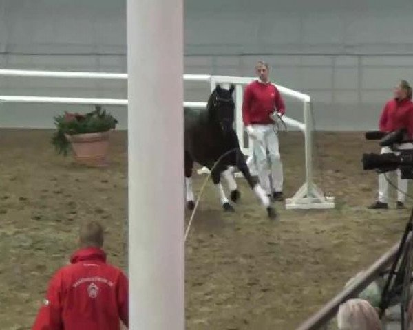 22. NRW-Körung Reitpferdehengste 2012
Montag, den 26.11.2012
Freilaufen
