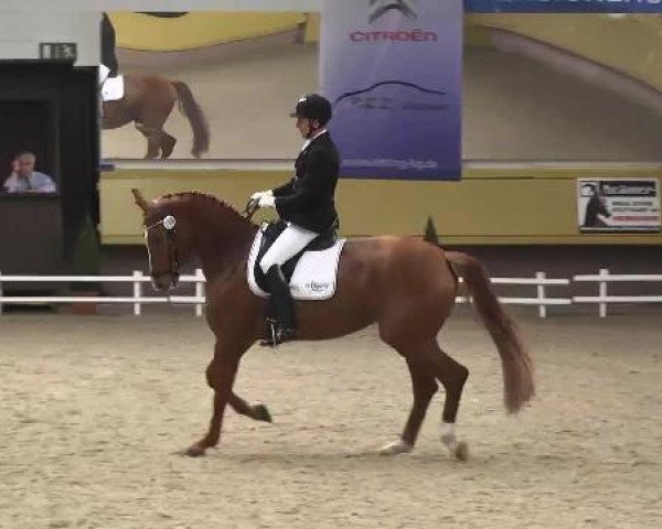 4. Pforzheimer Dressurtage 18.04.2013
10 Geldpreis übernommen von Helga und Heinz Kornmayer, Überlingen
Ehrenpreis gegeben von Reitsport LOESDAU und Reitsport KRÄMER
Dressurpferdeprüfung Kl. A
