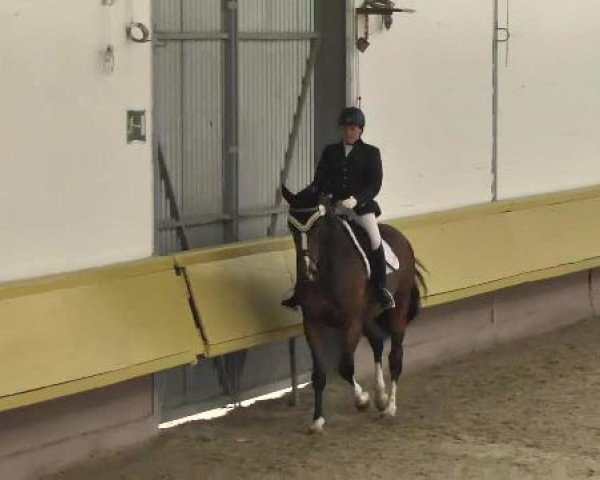 4. Pforzheimer Dressurtage 18.04.2013
10 Geldpreis übernommen von Helga und Heinz Kornmayer, Überlingen
Ehrenpreis gegeben von Reitsport LOESDAU und Reitsport KRÄMER
Dressurpferdeprüfung Kl. A