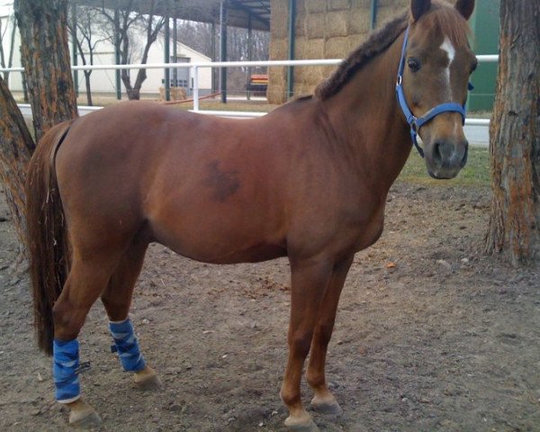 Deckhengst Landois As (Deutsches Reitpony, 1994, von Landois)