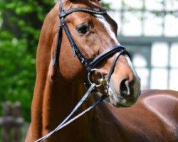 stallion Amiro Z (Zangersheide riding horse, 2004, from Amigo Toss xx)