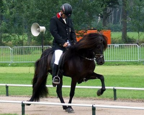 horse Kormakur vom Lipperthof (Iceland Horse, 2002, from Lykill fra Blesastödum)