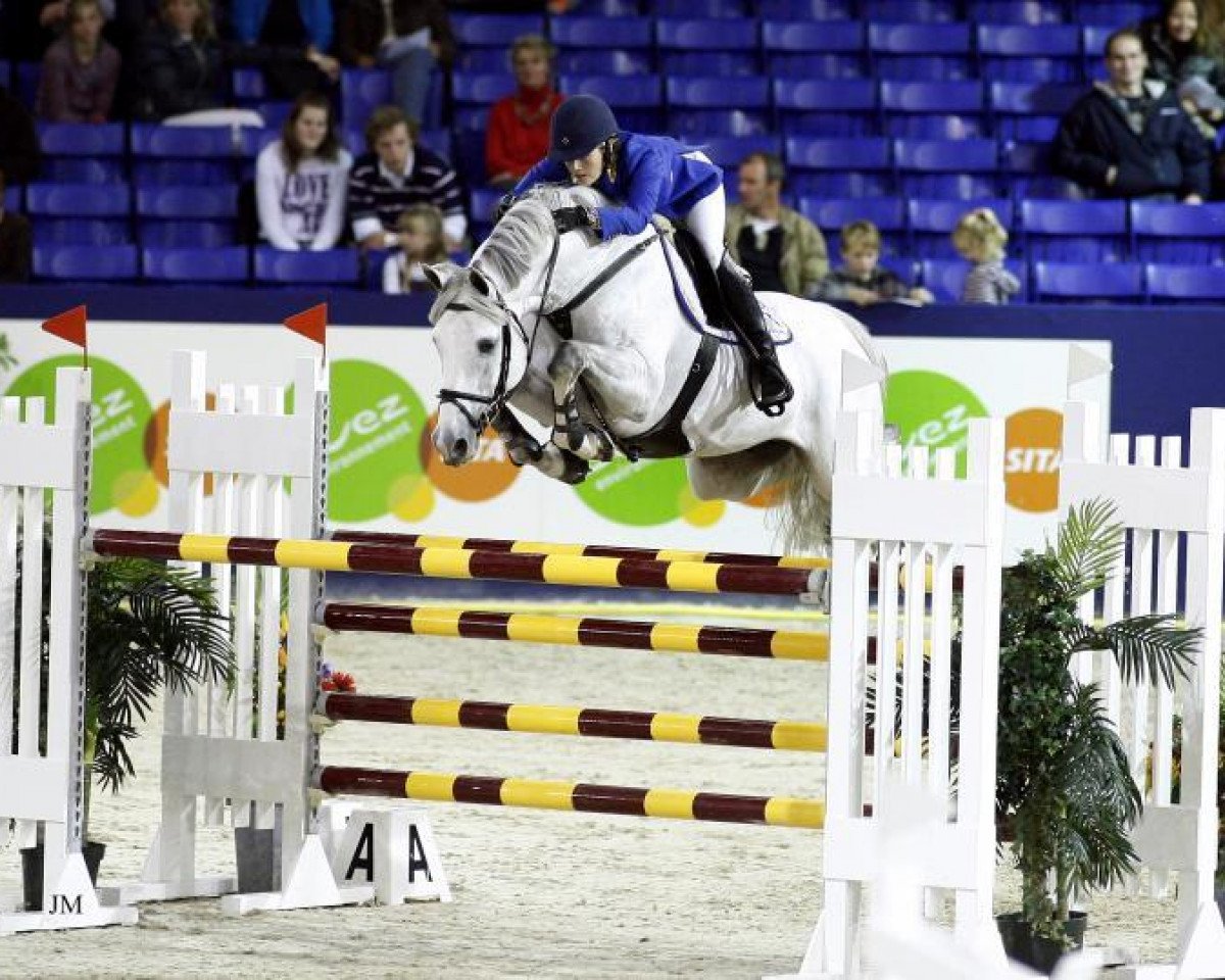 stallion Calvados (Zangersheide riding horse, 2001, from Chellano Z)
