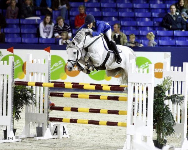 stallion Calvados (Zangersheide riding horse, 2001, from Chellano Z)