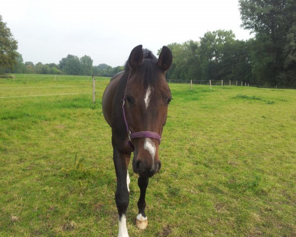 dressage horse Bordon II (Westphalian, 2005, from Balou du Rouet)