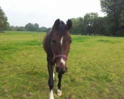 dressage horse Bordon II (Westphalian, 2005, from Balou du Rouet)