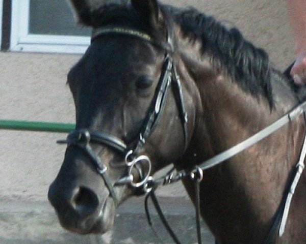 horse Floryna (Rhinelander, 1999, from Fidermark)