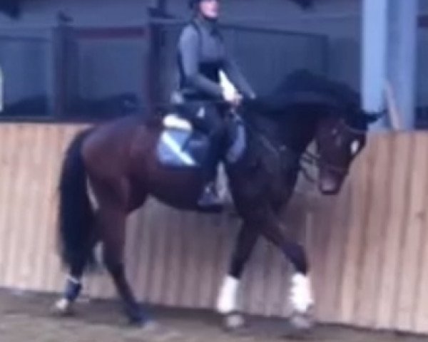 horse Fillary (KWPN (Royal Dutch Sporthorse), 2010, from Valeron) horse Fillary (KWPN (Royal Dutch Sporthorse), 2010, from Valeron)