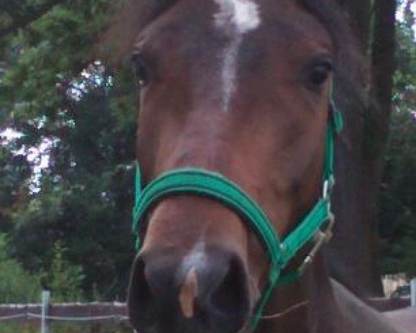 horse Arena (Polish Warmblood, 2011, from Alegro) horse Arena (Polish Warmblood, 2011, from Alegro)