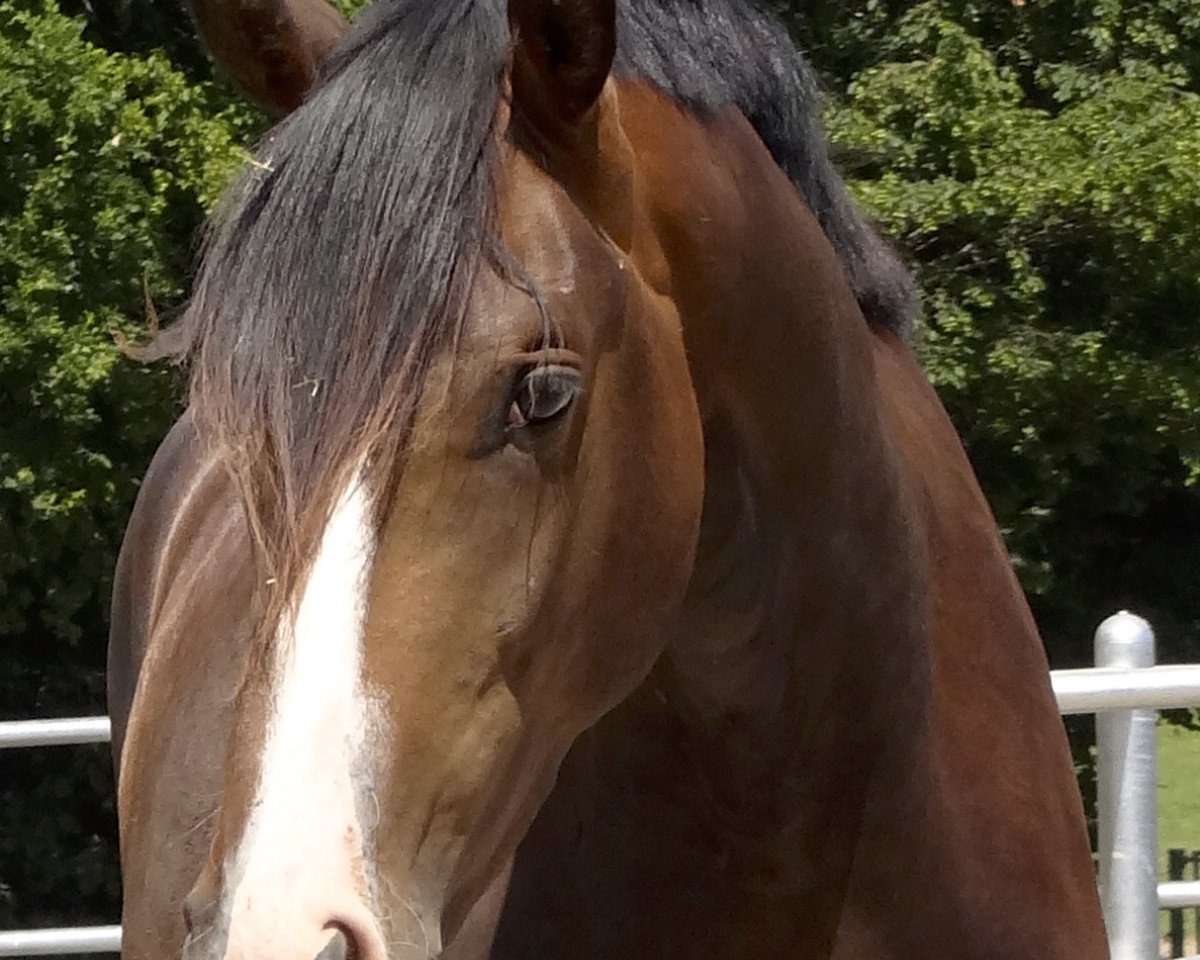 dressage horse Fürst Primero 2 (Hanoverian, 2011, from Fürst Grandios)