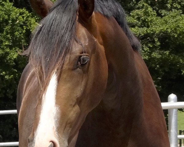 dressage horse Fürst Primero 2 (Hanoverian, 2011, from Fürst Grandios)
