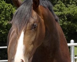dressage horse Fürst Primero 2 (Hanoverian, 2011, from Fürst Grandios)