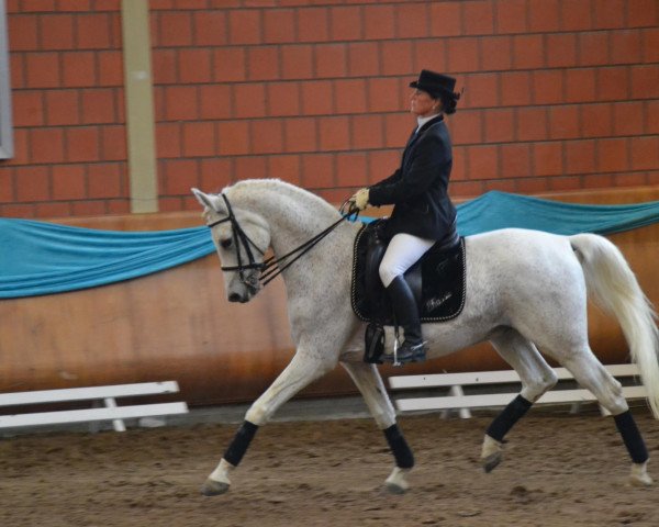 horse Kassio ShA (Shagya Arabian, 1997, from Kamour ShA)