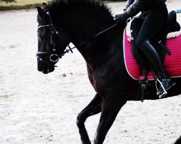 broodmare Pinkabelle (German Riding Pony, 2008, from Noir de Luxe)
