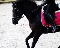 broodmare Pinkabelle (German Riding Pony, 2008, from Noir de Luxe)