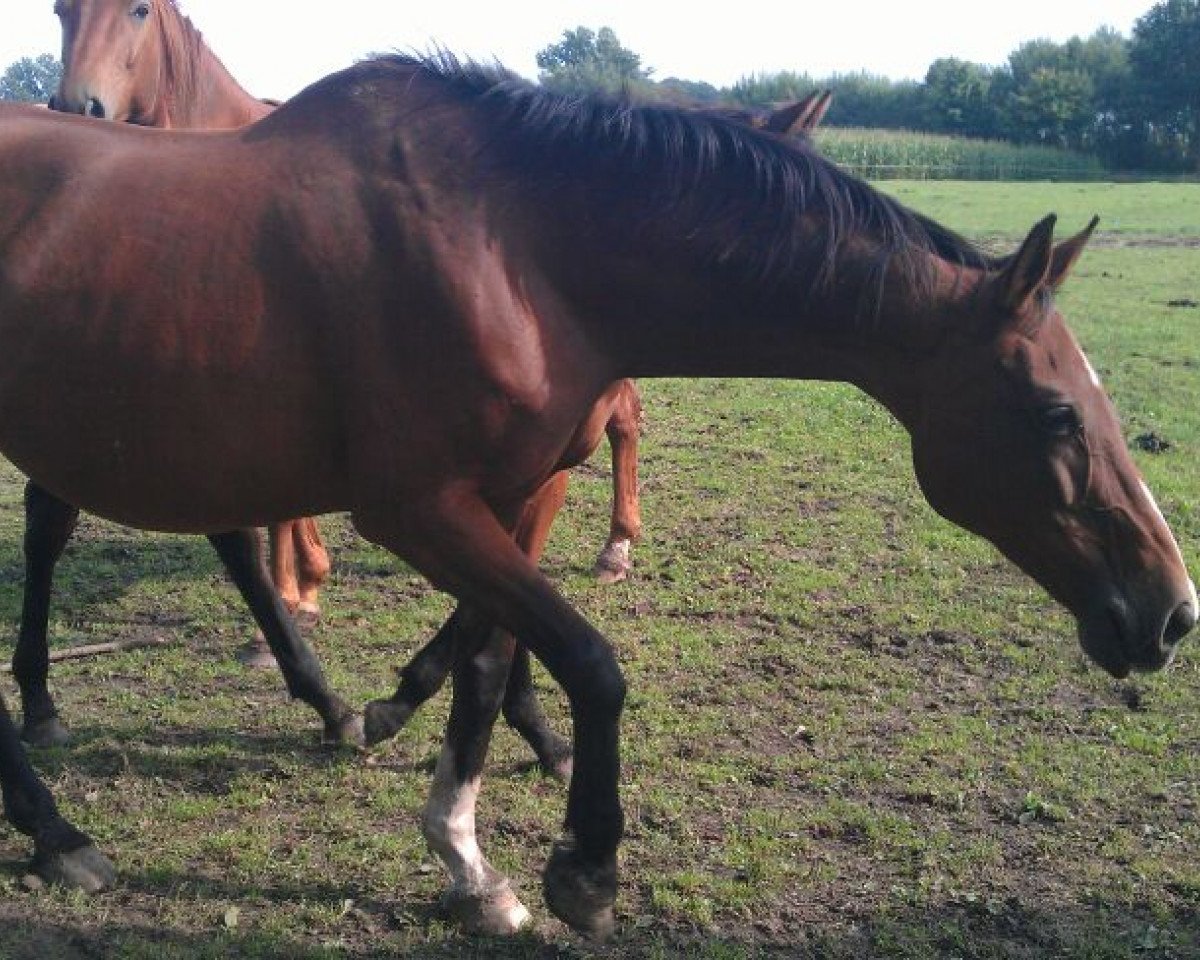 Zuchtstute Laroma (Westfale, 1997, von Landpilot)