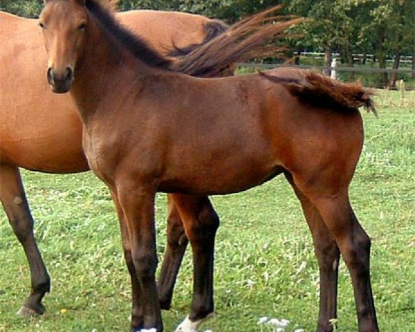 broodmare Amy 215 (German Sport Horse, 2006, from Adlantus As FRH)