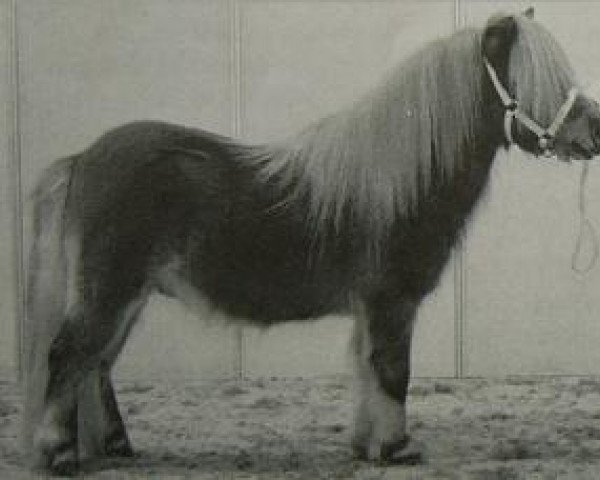 Deckhengst Nander van Kairos (Shetland Pony (unter 87 cm), 1998, von Justus van Kort Ambacht) Deckhengst Nander van Kairos (Shetland Pony (unter 87 cm), 1998, von Justus van Kort Ambacht)