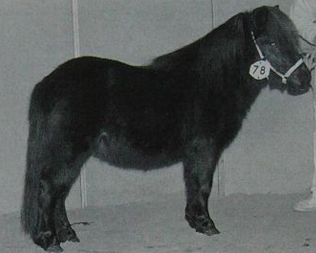 broodmare Happy Go Lucky of the Blue Stable (Shetland pony (under 87 cm), 1993, from Cornelis v.h. Emsterbroek)