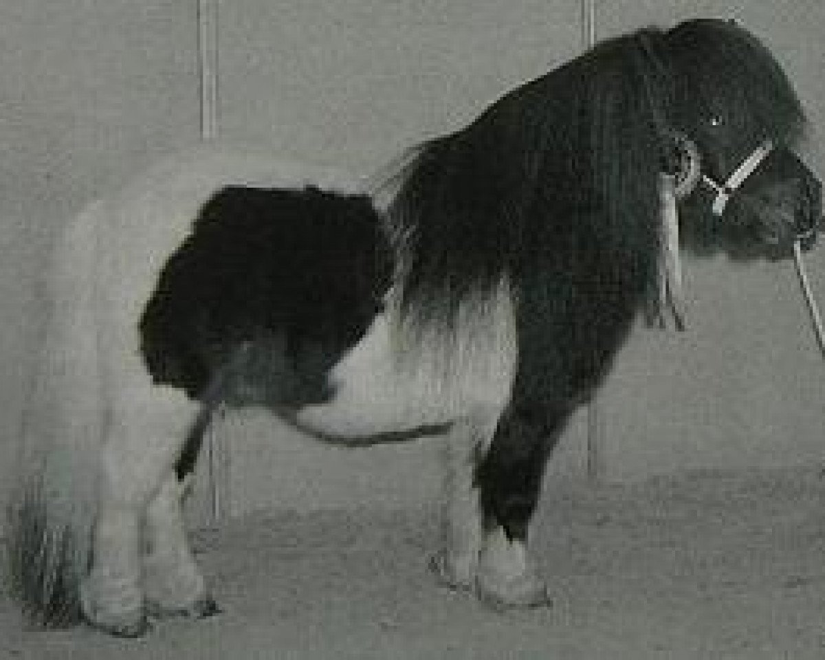 stallion Gust de Bibiana (Shetland pony (under 87 cm), 1989, from Raki de la Croix de Lorraine)