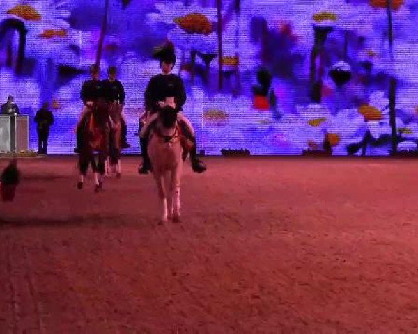 Hengstschau Equitana 2013