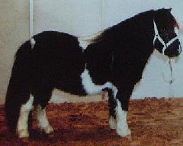 stallion Blazefield Franco (Shetland pony (under 87 cm), 2000, from Fredrick the Great)