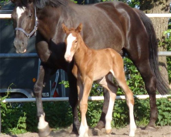 dressage horse Diego MW (German Sport Horse, 2009, from D-Online)