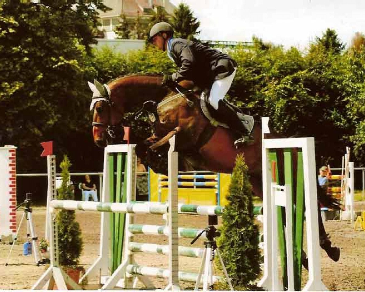 Horse Avalon 215 (Saxony-Anhaltiner, 2001, from Avantgarde)