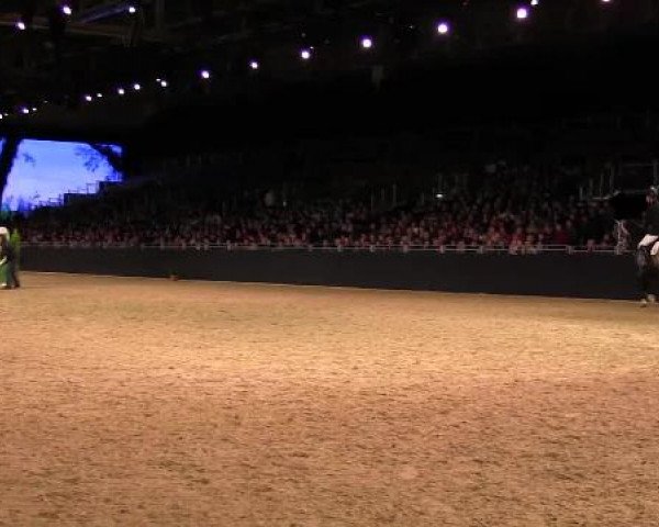 Hengstschau Equitana 2013