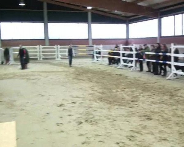 Freispringen Stall Baune, Heiden 09.03.2013, 4j. Reitpferde