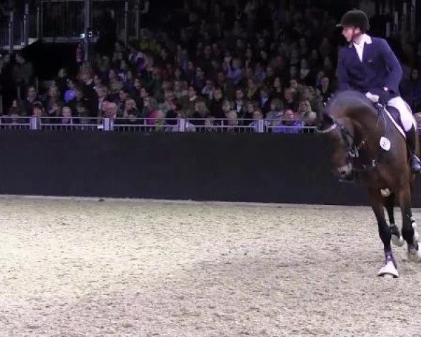 Hengstschau Equitana 2013