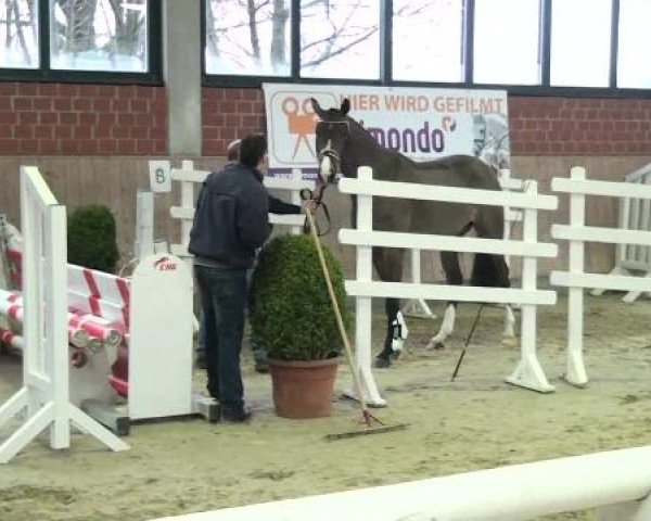 Freispringen Stall Baune, Heiden 09.03.2013, 4j. Reitpferde