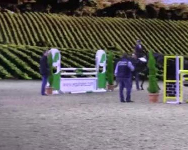 Hengstschau Equitana 2013