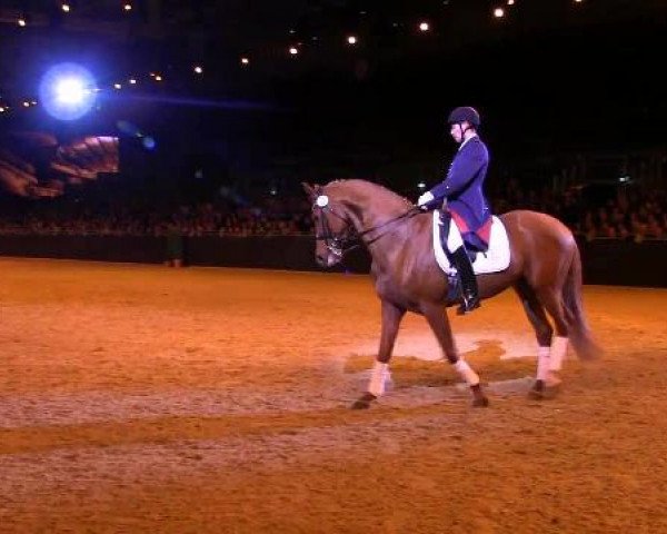 Hengstschau Equitana 2013