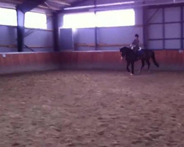 Video von Conzerto