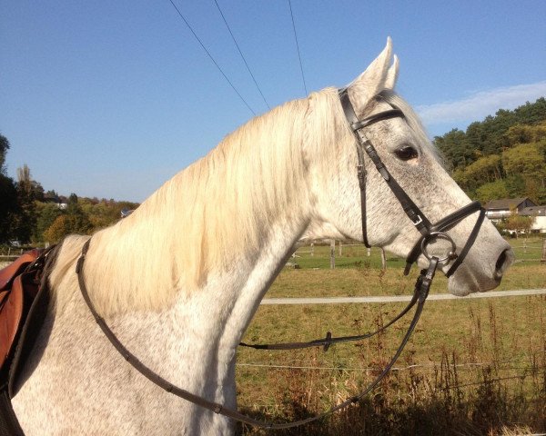 broodmare Cinderella (Zweibrücken, 1998, from Carlos DZ)