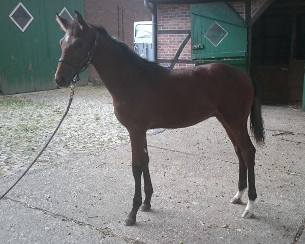 eventing horse QC Flic Flac (Westphalian, 2015, from Follow Me OLD)