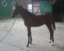 eventing horse QC Flic Flac (Westphalian, 2015, from Follow Me OLD)