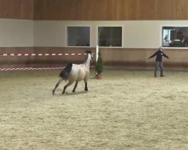 Freispringen RFV Schwendi, 03.03.2013, Abteiltung 4, 6-jährig und älter