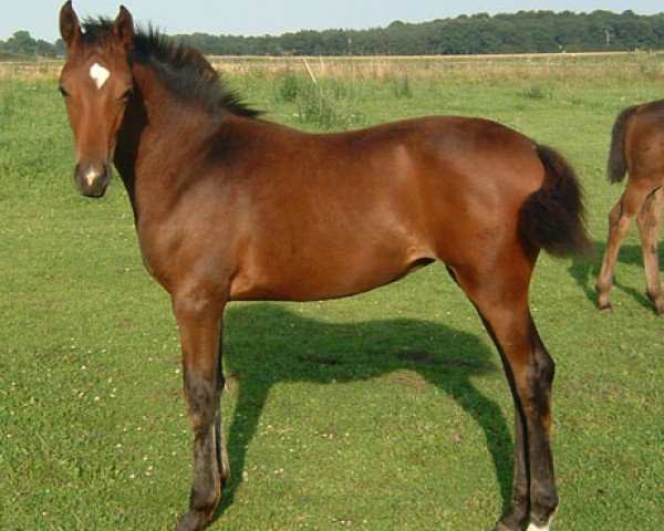 Dressurpferd Delayla (Deutsches Sportpferd, 2007, von Drakdream)