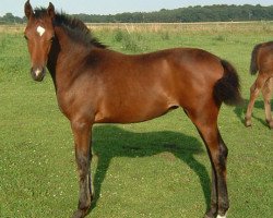 dressage horse Delayla (German Sport Horse, 2007, from Drakdream)