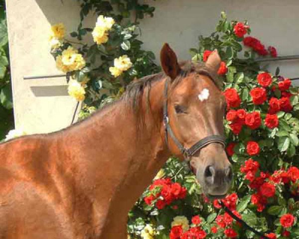 jumper Lancelot 329 (German Sport Horse, 2004, from Lohberg) jumper Lancelot 329 (German Sport Horse, 2004, from Lohberg)